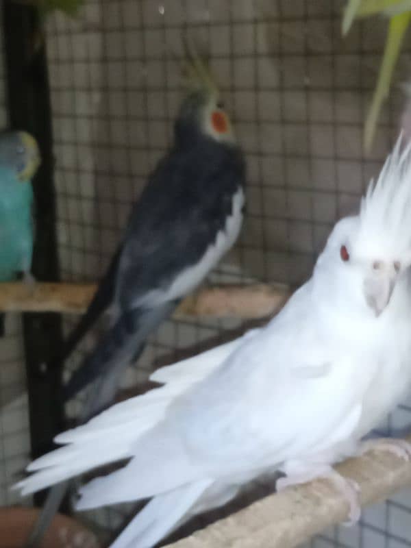 2 pairs cockatiel 6