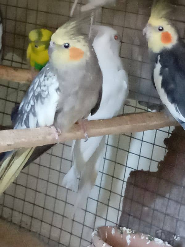 2 pairs cockatiel 7