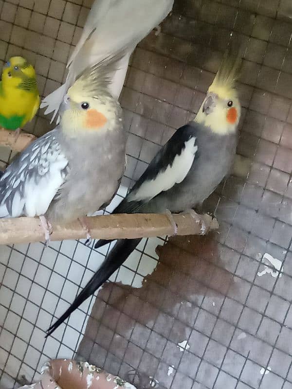 2 pairs cockatiel 8