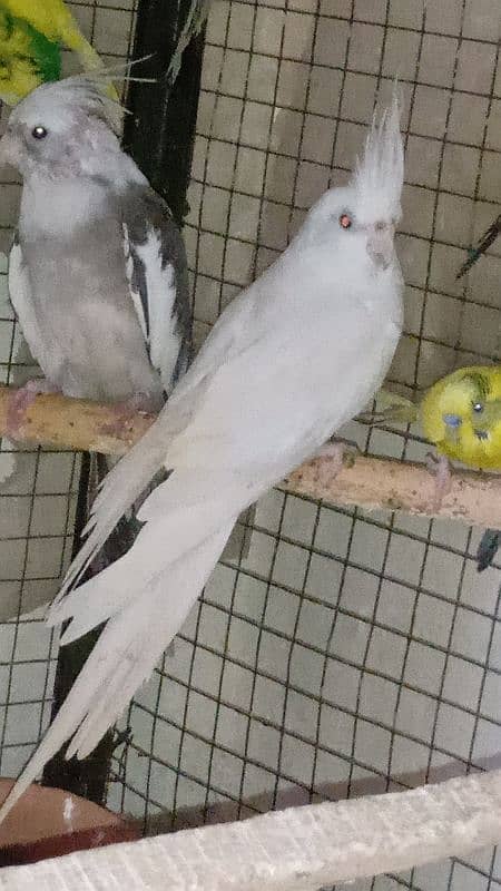 2 pairs cockatiel 9