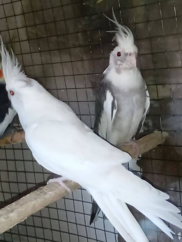 2 pairs cockatiel 10