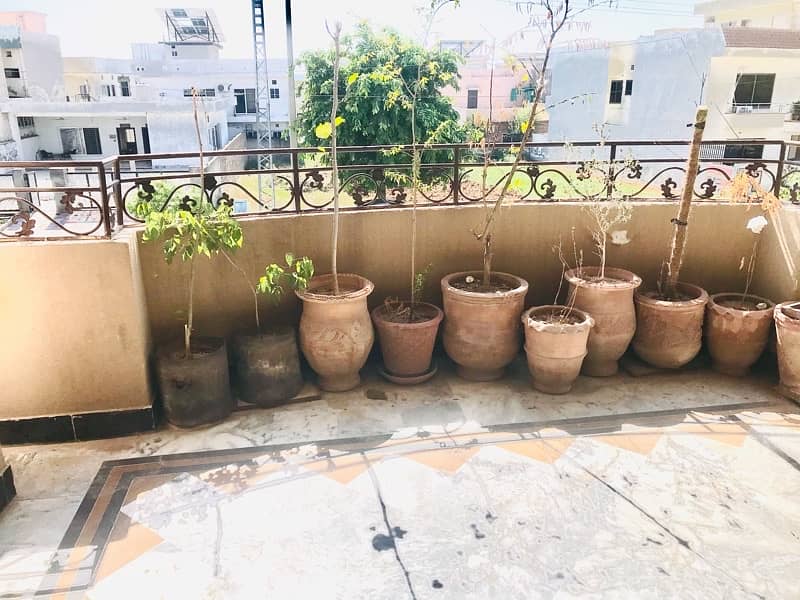 pots with plants for sale 0