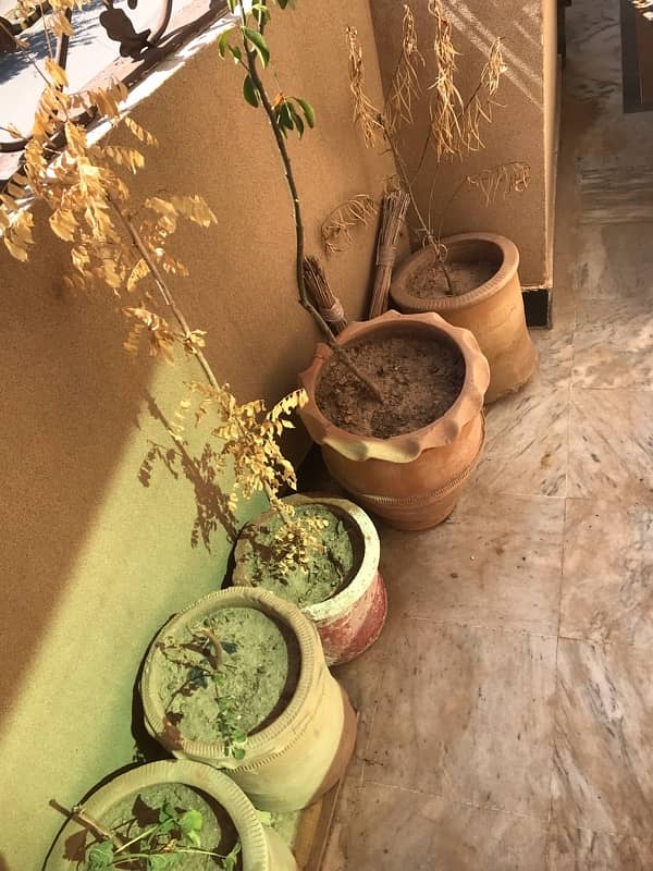 pots with plants for sale 2