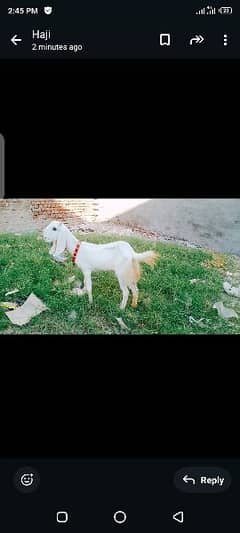 Desi breed . . . age11 month have. 03164350590