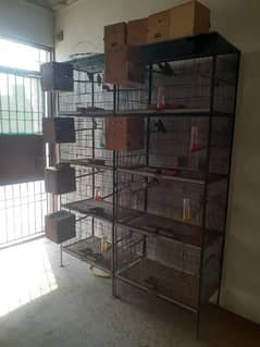 Birds Complete Setup Sales