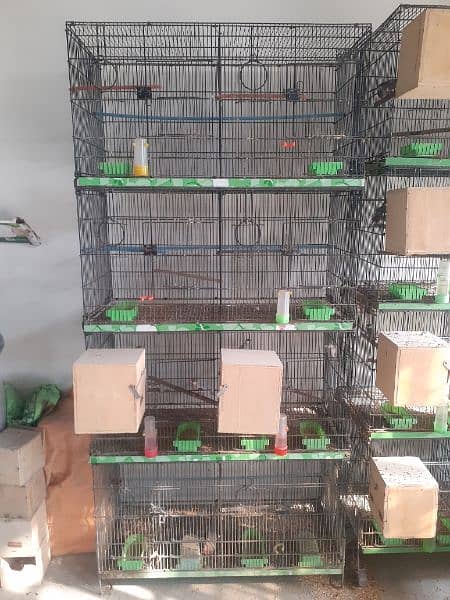 Birds Complete Setup Sales 3