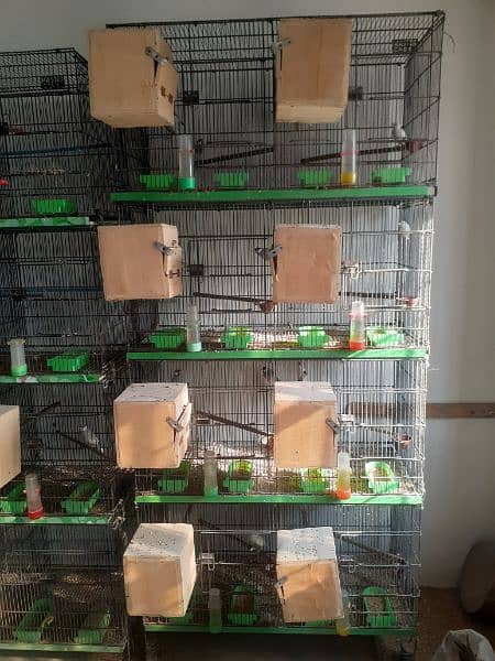 Birds Complete Setup Sales 4