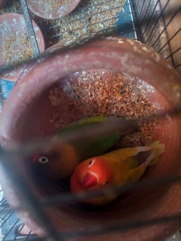 Love bird pair 2