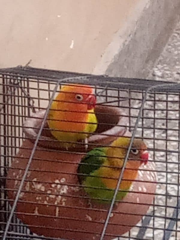 Love bird pair 3