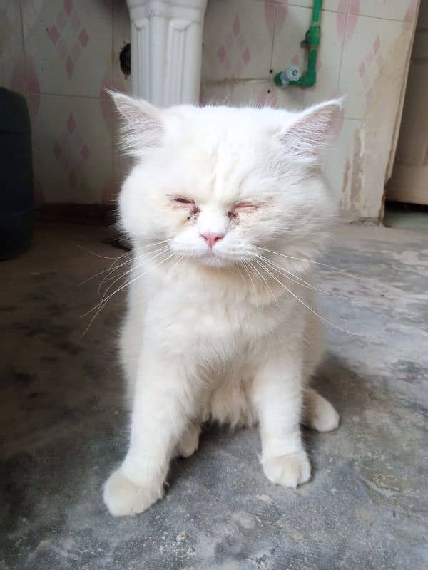 Doll face white persian cat 1