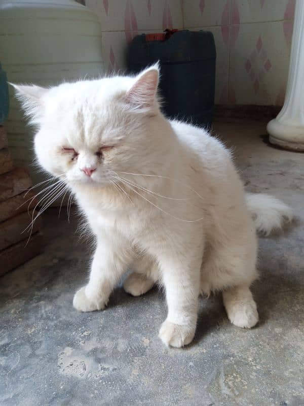 Doll face white persian cat 2