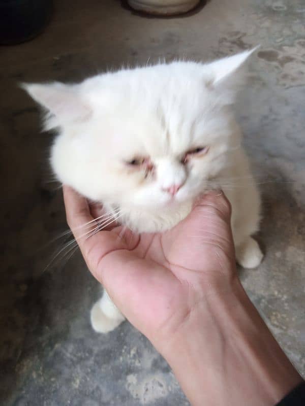 Doll face white persian cat 3