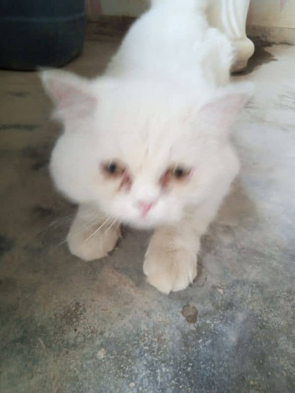 Doll face white persian cat 4