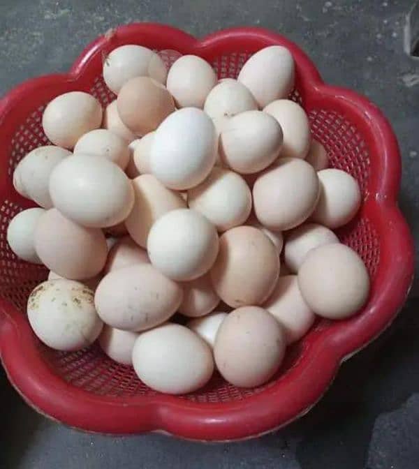 Desi egg 3