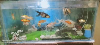 3 feet fish aquarium