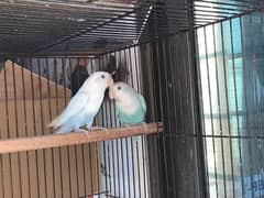 Lovebird