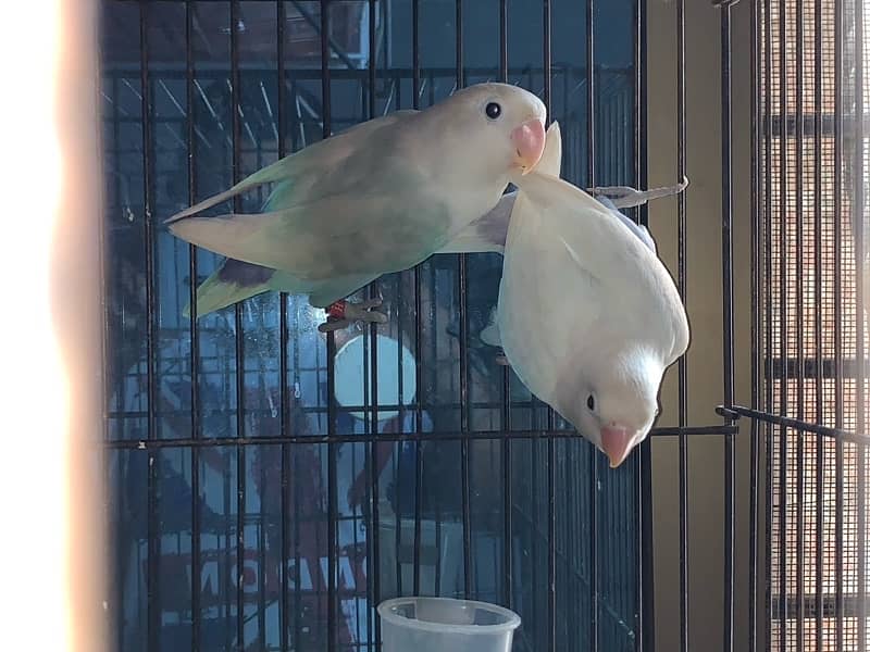 Lovebird pair Blue2 breeder pair 1