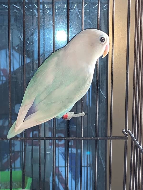 Lovebird pair Blue2 breeder pair 2