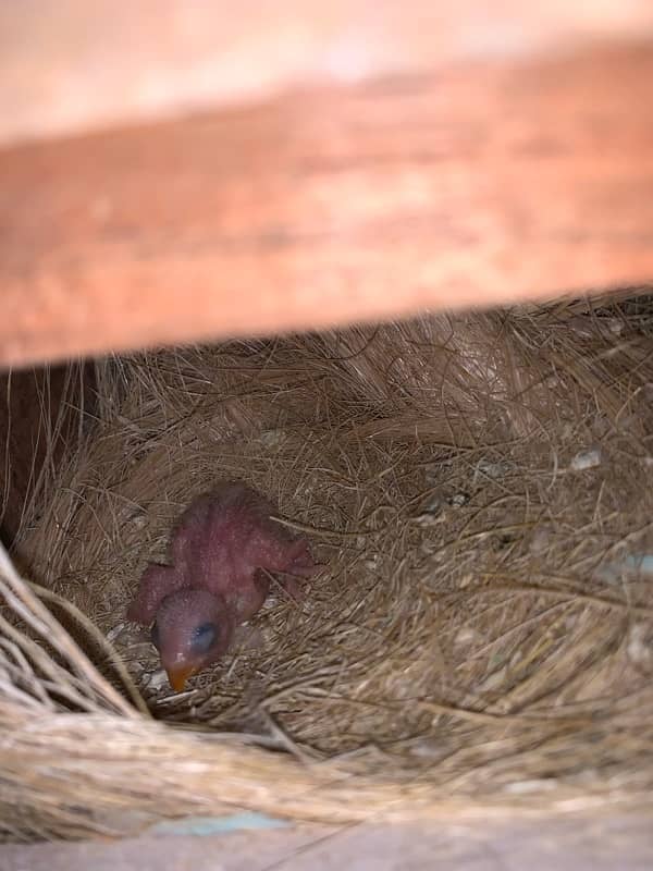 Lovebird pair Blue2 breeder pair 3