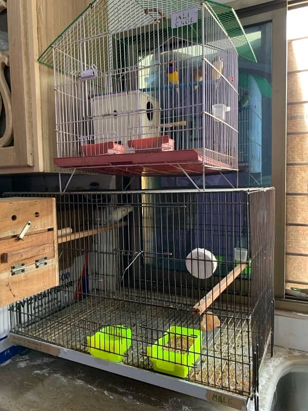 Lovebird pair Blue2 breeder pair 4