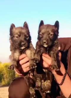 Belgium Shepherd male female for sale