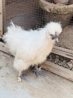 silkie hens pair and two male 0347-0606029 0