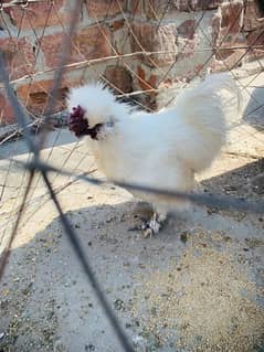 silkie two male availble 0347-0606029 0