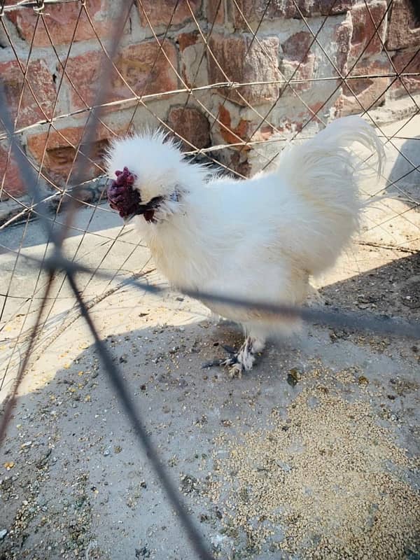 silkie hens pair and two male 0347-0606029 1