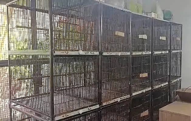 Cage | Birds Cage | Iron Cage | Pinjra | Parrot Cage | پرندوں کا پنجرا 5