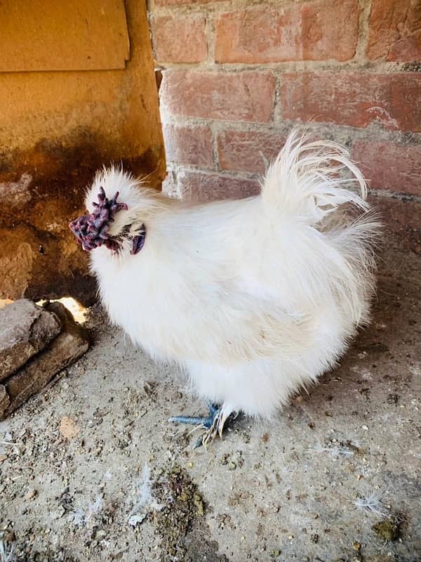 silkie hens pair and two male 0347-0606029 2