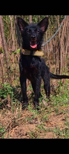 black Shepherd female 3 months for sale