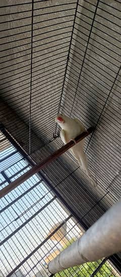 White Bird active Pair for sale