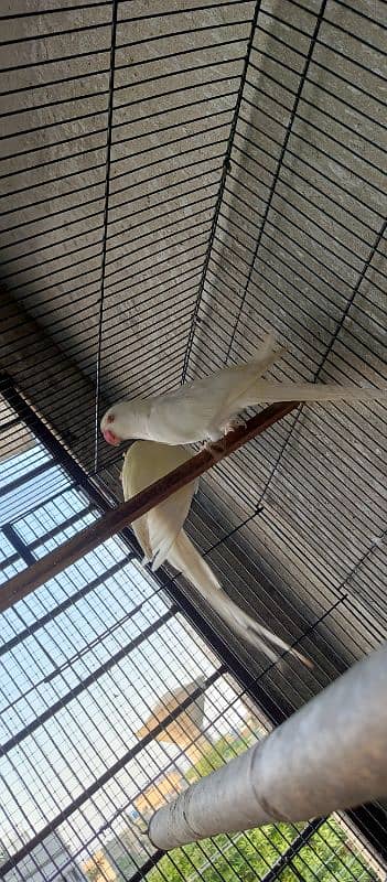 White Bird active Pair for sale 1