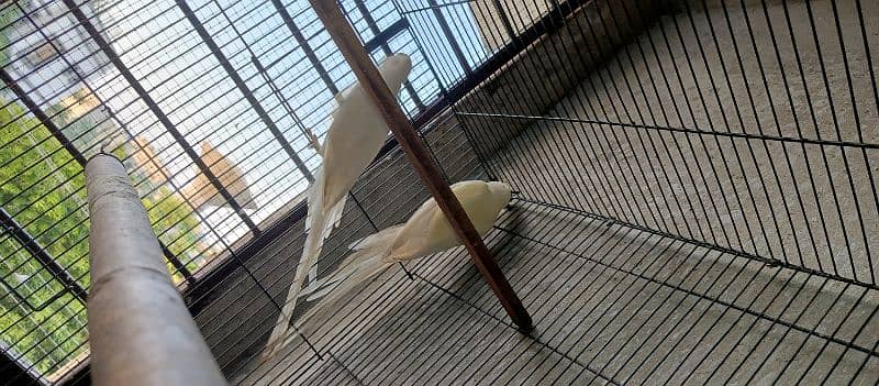 White Bird active Pair for sale 4