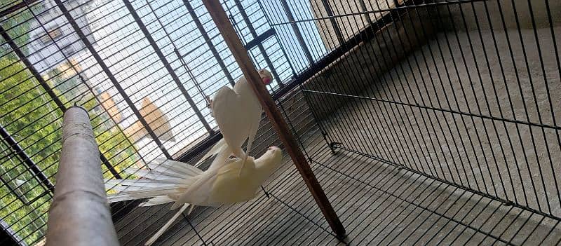 White Bird active Pair for sale 5