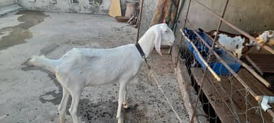 rajanpuri goat 6 teeth