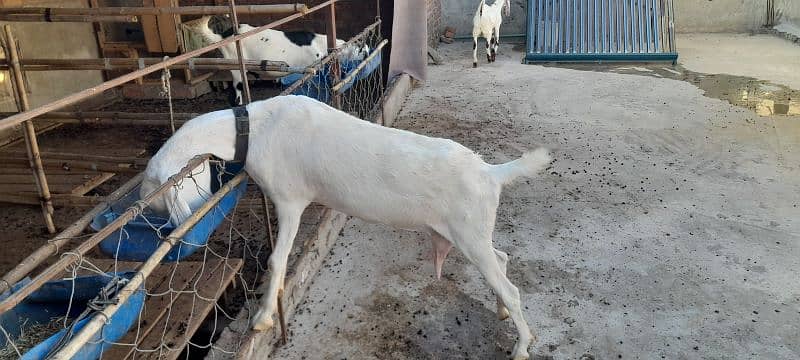 rajanpuri goat 6 teeth 1