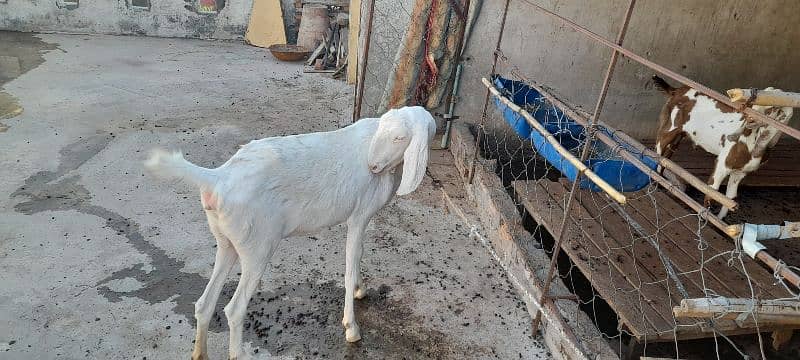 rajanpuri goat 6 teeth 2