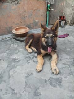 German shepherd female puppy available for sale