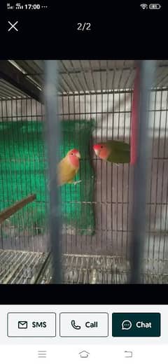 Love birds 2 payer and 1 singel piece for sale With baby Pair 4000