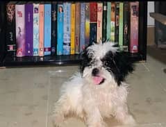 King alabai dog pair 2 months for sale security dog 0