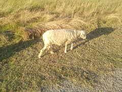 female sheep with female kid.