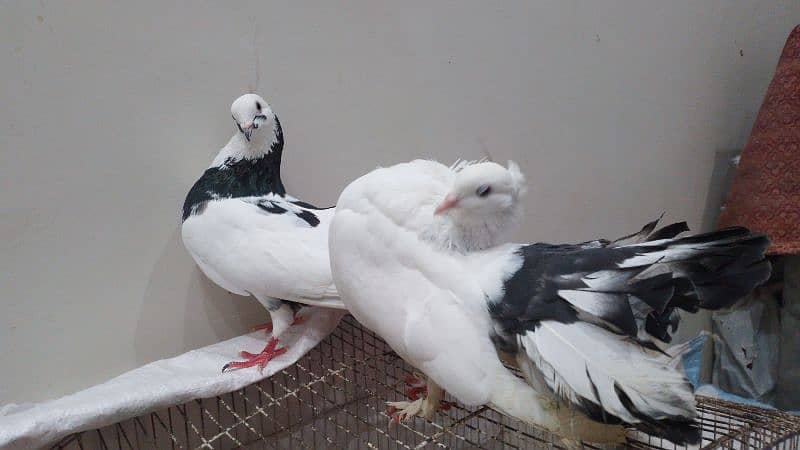 fancy piars are for sale lakky pair r  sherazi pair 1