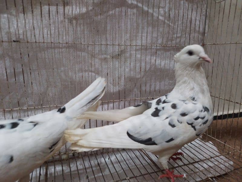 fancy piars are for sale lakky pair r  sherazi pair 3