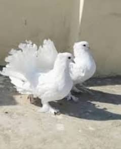 white luky pigeons pair breader pair ha active and healthy pair ha