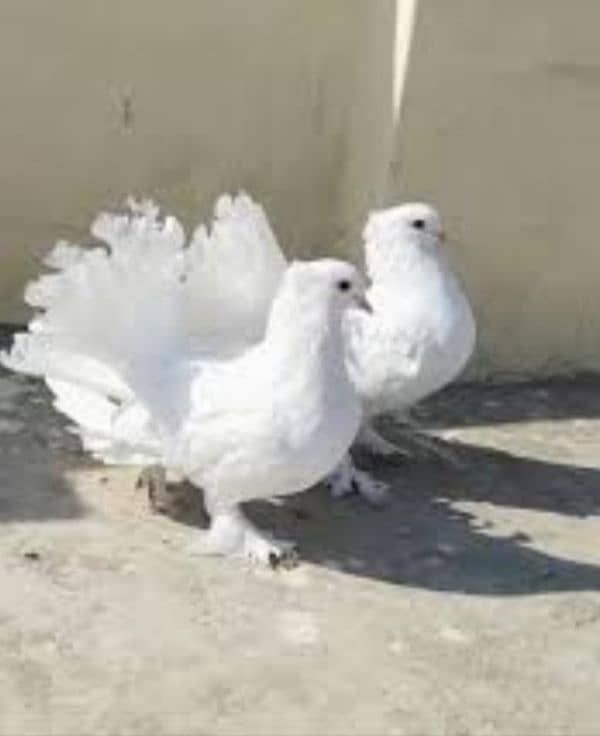 white luky pigeons pair breader pair ha active and healthy pair ha 0