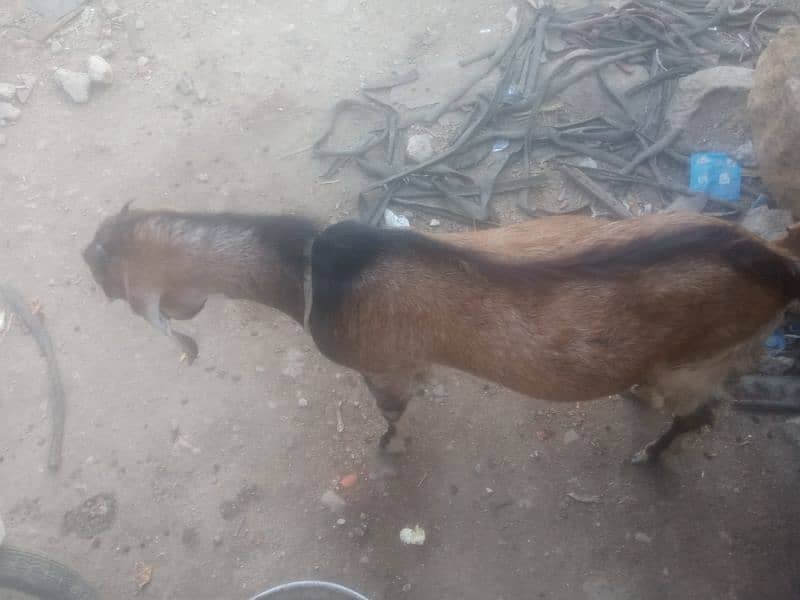 bakra 1