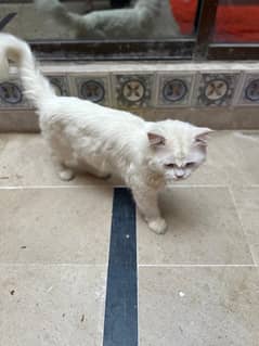 Persian white cat