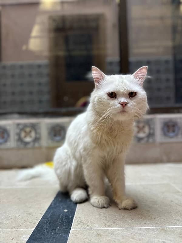 Persian white cat 2