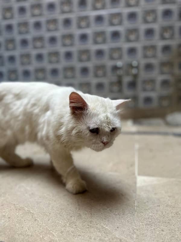 Persian white cat 3